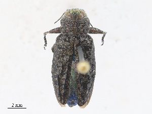  ( - CBG-A28409-H03)  @11 [ ] CreativeCommons - Attribution Share - Alike (2024) CBG Photography Group Centre for Biodiversity Genomics