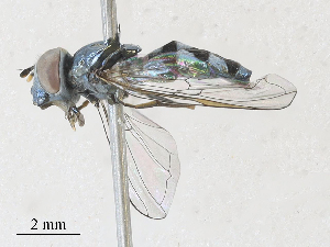  ( - CBG-A28410-B10)  @11 [ ] CreativeCommons - Attribution Share - Alike (2024) CBG Photography Group Centre for Biodiversity Genomics