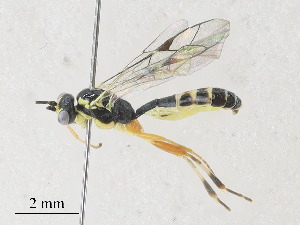  ( - CBG-A28410-F08)  @11 [ ] CreativeCommons - Attribution Share - Alike (2024) CBG Photography Group Centre for Biodiversity Genomics