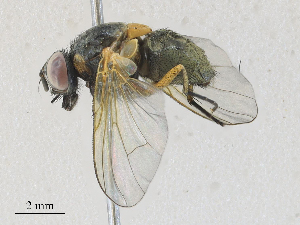  ( - CBG-A28411-C03)  @11 [ ] CreativeCommons - Attribution Share - Alike (2024) CBG Photography Group Centre for Biodiversity Genomics