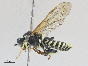  ( - CBG-A28411-F04)  @11 [ ] CreativeCommons - Attribution Share - Alike (2024) CBG Photography Group Centre for Biodiversity Genomics