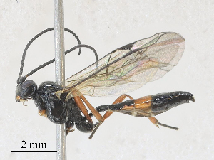  ( - CBG-A28411-F12)  @11 [ ] CreativeCommons - Attribution Share - Alike (2024) CBG Photography Group Centre for Biodiversity Genomics