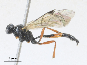  ( - CBG-A28411-G12)  @11 [ ] CreativeCommons - Attribution Share - Alike (2024) CBG Photography Group Centre for Biodiversity Genomics