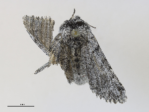  ( - CBG-A28412-A05)  @11 [ ] CreativeCommons - Attribution Share - Alike (2024) CBG Photography Group Centre for Biodiversity Genomics