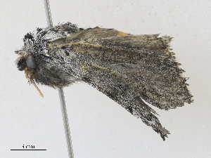  ( - CBG-A28412-A08)  @11 [ ] CreativeCommons - Attribution Share - Alike (2024) CBG Photography Group Centre for Biodiversity Genomics