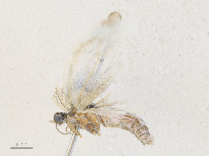  ( - CBG-A28412-B01)  @11 [ ] CreativeCommons - Attribution Share - Alike (2024) CBG Photography Group Centre for Biodiversity Genomics