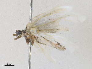  ( - CBG-A28412-B04)  @11 [ ] CreativeCommons - Attribution Share - Alike (2024) CBG Photography Group Centre for Biodiversity Genomics