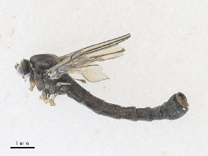  ( - CBG-A28412-G11)  @11 [ ] CreativeCommons - Attribution Share - Alike (2024) CBG Photography Group Centre for Biodiversity Genomics