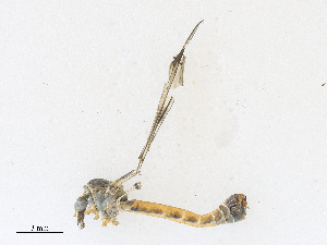  ( - CBG-A28412-G12)  @11 [ ] CreativeCommons - Attribution Share - Alike (2024) CBG Photography Group Centre for Biodiversity Genomics