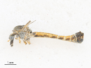  ( - CBG-A28412-H01)  @11 [ ] CreativeCommons - Attribution Share - Alike (2024) CBG Photography Group Centre for Biodiversity Genomics