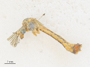  ( - CBG-A28412-H06)  @11 [ ] CreativeCommons - Attribution Share - Alike (2024) CBG Photography Group Centre for Biodiversity Genomics