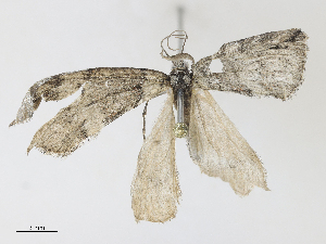  ( - CBG-A28454-F08)  @11 [ ] CreativeCommons - Attribution Share - Alike (2024) CBG Photography Group Centre for Biodiversity Genomics