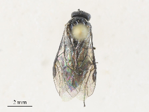  ( - CBG-A28455-C03)  @11 [ ] CreativeCommons - Attribution Share - Alike (2024) CBG Photography Group Centre for Biodiversity Genomics