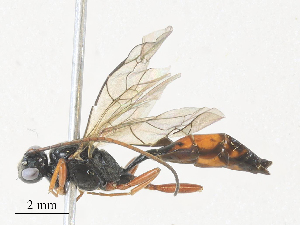  ( - CBG-A28455-D07)  @11 [ ] CreativeCommons - Attribution Share - Alike (2024) CBG Photography Group Centre for Biodiversity Genomics