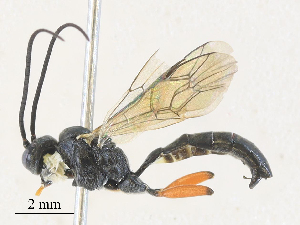  ( - CBG-A28455-E02)  @11 [ ] CreativeCommons - Attribution Share - Alike (2024) CBG Photography Group Centre for Biodiversity Genomics