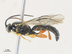  ( - CBG-A28455-E03)  @11 [ ] CreativeCommons - Attribution Share - Alike (2024) CBG Photography Group Centre for Biodiversity Genomics