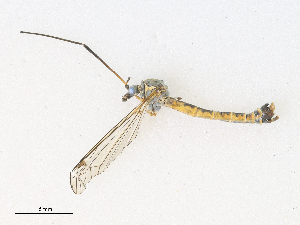  ( - CBG-A28455-H05)  @11 [ ] CreativeCommons - Attribution Share - Alike (2024) CBG Photography Group Centre for Biodiversity Genomics