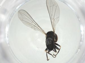  ( - CBG-A28483-B12)  @11 [ ] CreativeCommons - Attribution Share - Alike (2024) Centre for Biodiversity Genomics Centre for Biodiversity Genomics