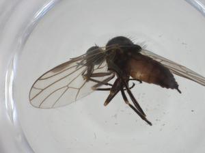  ( - CBG-A28484-C09)  @11 [ ] CreativeCommons - Attribution Share - Alike (2024) Centre for Biodiversity Genomics Centre for Biodiversity Genomics