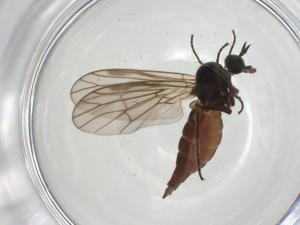  ( - CBG-A28484-H01)  @11 [ ] CreativeCommons - Attribution Share - Alike (2024) Centre for Biodiversity Genomics Centre for Biodiversity Genomics