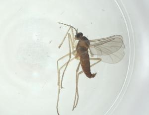  ( - CBG-A28485-A04)  @11 [ ] CreativeCommons - Attribution Share - Alike (2024) Centre for Biodiversity Genomics Centre for Biodiversity Genomics