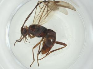  ( - CBG-A28485-A08)  @11 [ ] CreativeCommons - Attribution Share - Alike (2024) Centre for Biodiversity Genomics Centre for Biodiversity Genomics