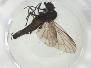  ( - CBG-A28486-A01)  @11 [ ] CreativeCommons - Attribution Share - Alike (2024) Centre for Biodiversity Genomics Centre for Biodiversity Genomics