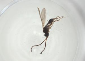  (Cinetus mermerus - CBG-A28486-A04)  @11 [ ] CreativeCommons - Attribution Share - Alike (2024) Centre for Biodiversity Genomics Centre for Biodiversity Genomics