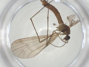  ( - CBG-A28486-D09)  @11 [ ] CreativeCommons - Attribution Share - Alike (2024) Centre for Biodiversity Genomics Centre for Biodiversity Genomics