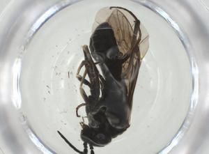  ( - CBG-A28486-G08)  @11 [ ] CreativeCommons - Attribution Share - Alike (2024) Centre for Biodiversity Genomics Centre for Biodiversity Genomics