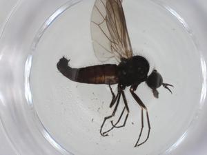  ( - CBG-A28487-G10)  @11 [ ] CreativeCommons - Attribution Share - Alike (2024) Centre for Biodiversity Genomics Centre for Biodiversity Genomics