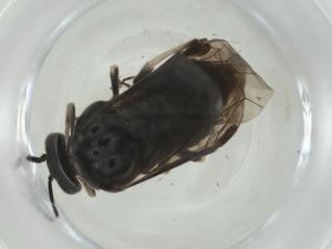  ( - CBG-A28488-B03)  @11 [ ] CreativeCommons - Attribution Share - Alike (2024) Centre for Biodiversity Genomics Centre for Biodiversity Genomics