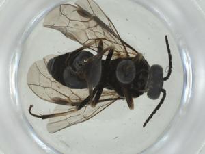  ( - CBG-A28488-B05)  @11 [ ] CreativeCommons - Attribution Share - Alike (2024) Centre for Biodiversity Genomics Centre for Biodiversity Genomics