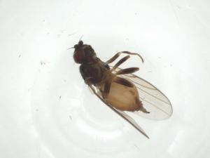  ( - CBG-A28489-F01)  @11 [ ] CreativeCommons - Attribution Share - Alike (2024) Centre for Biodiversity Genomics Centre for Biodiversity Genomics