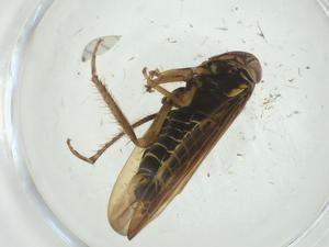  ( - CBG-A28491-A04)  @11 [ ] CreativeCommons - Attribution Share - Alike (2024) Centre for Biodiversity Genomics Centre for Biodiversity Genomics