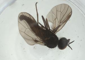  ( - CBG-A28491-A06)  @11 [ ] CreativeCommons - Attribution Share - Alike (2024) Centre for Biodiversity Genomics Centre for Biodiversity Genomics