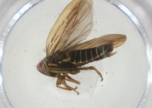  ( - CBG-A28492-F02)  @11 [ ] CreativeCommons - Attribution Share - Alike (2024) Centre for Biodiversity Genomics Centre for Biodiversity Genomics