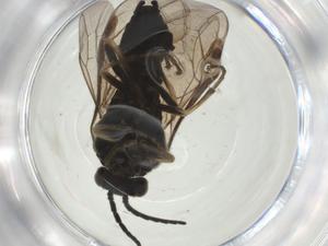  ( - CBG-A28492-H02)  @11 [ ] CreativeCommons - Attribution Share - Alike (2024) Centre for Biodiversity Genomics Centre for Biodiversity Genomics