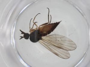  ( - CBG-A28493-E07)  @11 [ ] CreativeCommons - Attribution Share - Alike (2024) Centre for Biodiversity Genomics Centre for Biodiversity Genomics