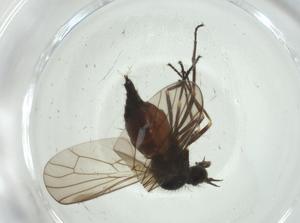  ( - CBG-A28494-E02)  @11 [ ] CreativeCommons - Attribution Share - Alike (2024) Centre for Biodiversity Genomics Centre for Biodiversity Genomics