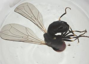  ( - CBG-A28495-A10)  @11 [ ] CreativeCommons - Attribution Share - Alike (2024) Centre for Biodiversity Genomics Centre for Biodiversity Genomics