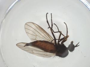  ( - CBG-A28497-D06)  @11 [ ] CreativeCommons - Attribution Share - Alike (2024) Centre for Biodiversity Genomics Centre for Biodiversity Genomics