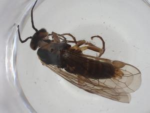  ( - CBG-A28498-E07)  @11 [ ] CreativeCommons - Attribution Share - Alike (2024) Centre for Biodiversity Genomics Centre for Biodiversity Genomics