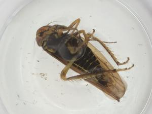  ( - CBG-A28500-A09)  @11 [ ] CreativeCommons - Attribution Share - Alike (2024) Centre for Biodiversity Genomics Centre for Biodiversity Genomics