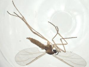  ( - CBG-A28500-H06)  @11 [ ] CreativeCommons - Attribution Share - Alike (2024) Centre for Biodiversity Genomics Centre for Biodiversity Genomics