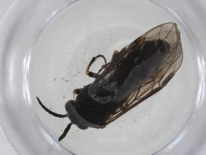  ( - CBG-A28501-D11)  @11 [ ] CreativeCommons - Attribution Share - Alike (2024) Centre for Biodiversity Genomics Centre for Biodiversity Genomics