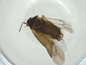  ( - CBG-A28505-G08)  @11 [ ] CreativeCommons - Attribution Share - Alike (2024) Centre for Biodiversity Genomics Centre for Biodiversity Genomics