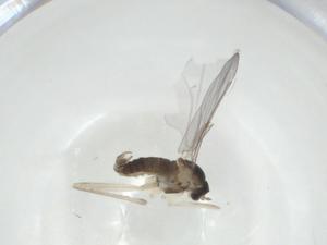  ( - CBG-A28506-C06)  @11 [ ] CreativeCommons - Attribution Share - Alike (2024) Centre for Biodiversity Genomics Centre for Biodiversity Genomics