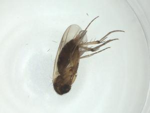  ( - CBG-A28508-A04)  @11 [ ] CreativeCommons - Attribution Share - Alike (2024) Centre for Biodiversity Genomics Centre for Biodiversity Genomics