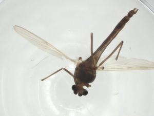  ( - CBG-A28509-A10)  @11 [ ] CreativeCommons - Attribution Share - Alike (2024) Centre for Biodiversity Genomics Centre for Biodiversity Genomics